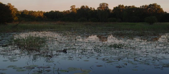 Billabong at the Wildman Wilderness Lodge c 2011
